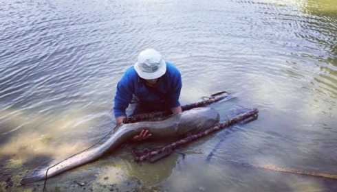 A catfish from Cailleaux, May 2020