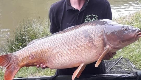 A carp from Cailleaux, gerard, Jun 2020