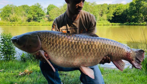 A grass carp from Cailleaux, damien, May 2020
