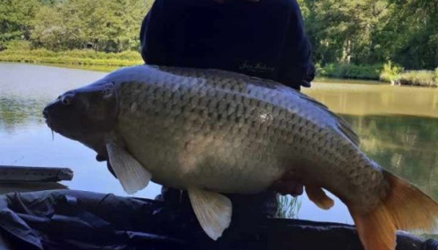 A carp from Cailleaux, laroche, May 2020