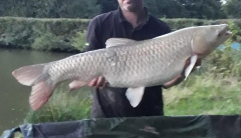 A carp from Cailleaux, gerard, Jun 2020