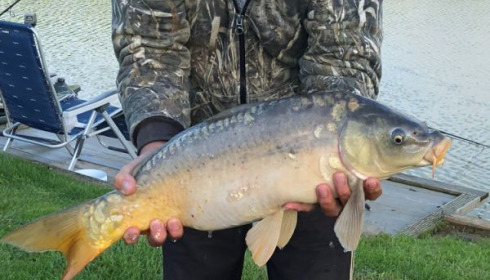 A carp from Landes, Tony (owner), Apr 2020