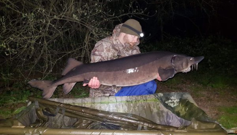 A 58 lb sturgeon from Villefond, Apr 2020