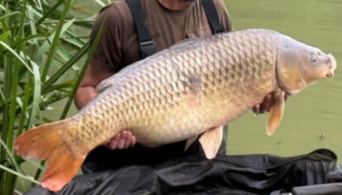 A 49 lb 4 oz fish from Lillybelle, Matt Court, Jul 2025