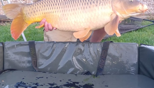 A 27 lb 8 oz carp from Deux Iles, Common, Apr 2026