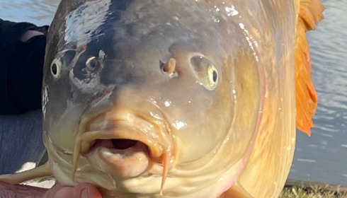 A 30 lb carp from Landes, Dave Barlow, Mar 2024