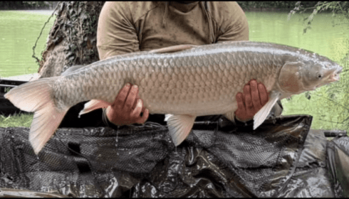 A 33 lb 10 oz grass carp from Eau De Vie South, Grassy, Sep 2026