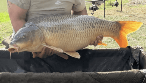 A 36 lb 2 oz carp from Eau De Vie South, My biggest of trip and PB!, Sep 2026