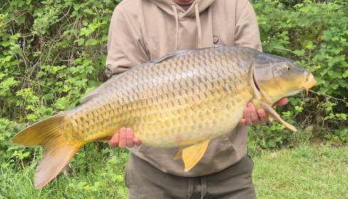 A 29 lb 1 oz carp from Lepinet South, Common, May 2026