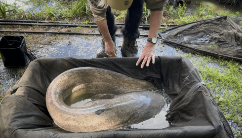 A carp from Cailleaux, Tracy Evans, May 2026