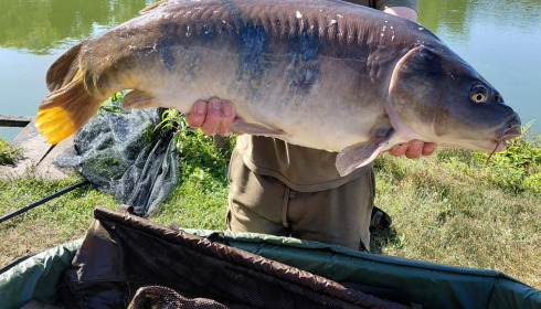 A carp from Autels, Jul 2026
