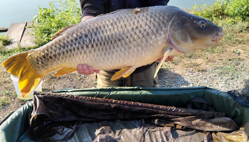 A carp from Autels, Jul 2026
