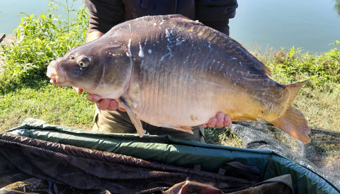A carp from Autels, Jul 2026