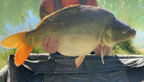 A 31 lb 4 oz fish from Eau De Vie South, Mirror, Jul 2020