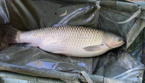 A 30 lb 2 oz fish from Eau De Vie South, 30lb Grass carp, Jul 2020