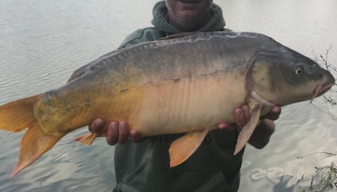 A carp from Lepinet South, Jun 2020