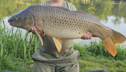 A carp from Autels, Jul 2024