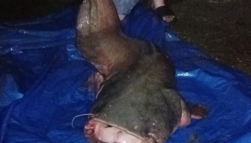 A catfish from Autels, Oct 2024