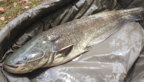 A catfish from Bears Lake, Jul 2024
