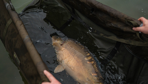 A carp from Blue Lake, Mark Williams, Aug 2023