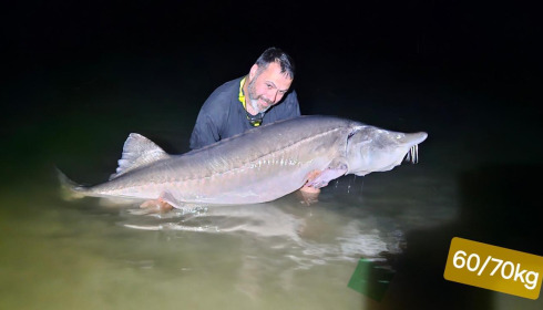 A sturgeon from Blue Lake, May 2024