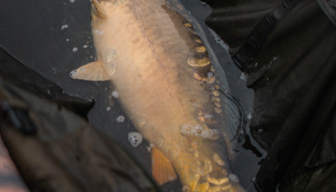 A carp from Blue Lake, Mark Williams, Aug 2023