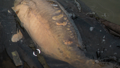 A carp from Blue Lake, Mark Williams, Aug 2023