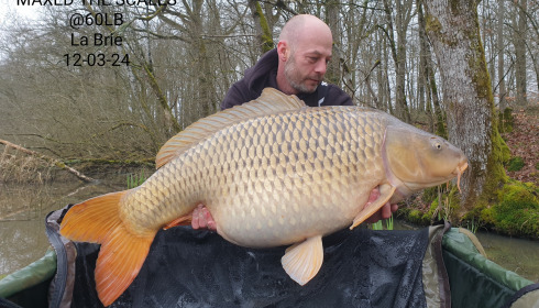 A carp from Brie, Mar 2024