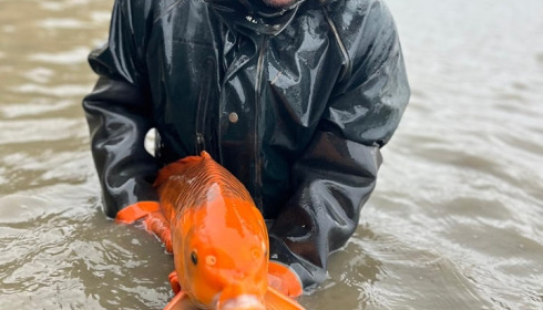 A carp from Brocard Large, Nov 2024