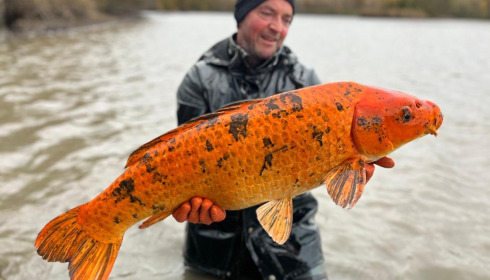 A carp from Brocard Large, Nov 2024