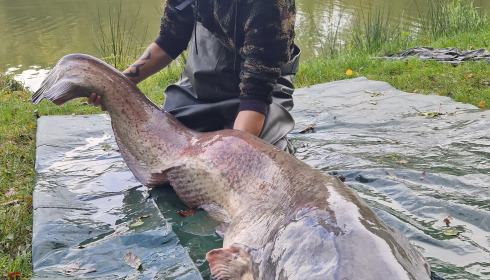 A 94 lb fish from Cailleaux, Catfish, Oct 2024