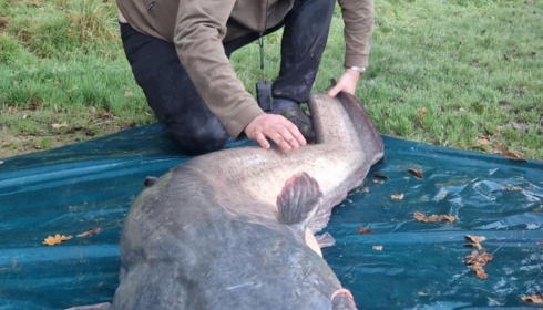 A fish from Cailleaux, Catfish 108lb, Oct 2024