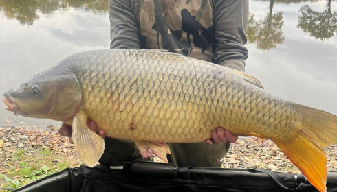 A carp from Carrouge, Oct 2025