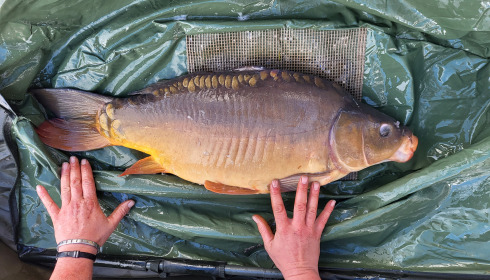 A carp from Carrouge, NEW STOCK, Dec 2024