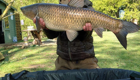 A grass carp from Cerises, Apr 2025