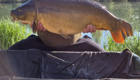 A carp from Cerises, Apr 2025