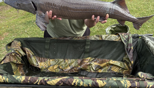 A 22 lb 13 oz fish from Cerises, Sturgeon, Apr 2025