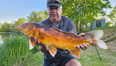 A fish from Cerises, Koi carp, Apr 2025