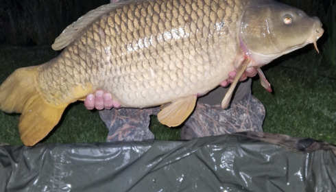 A 30 lb fish from Deux Iles, Mirror, Apr 2025