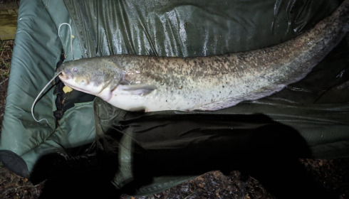 A fish from Eau De Vie North, May 2024