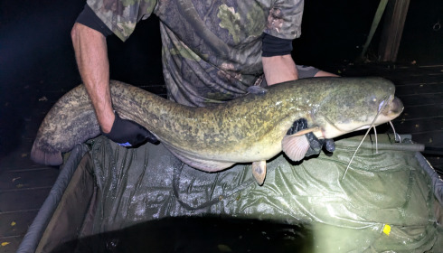 A 35 lb 8 oz fish from Eau De Vie North, Friday night catfish, Sep 2025
