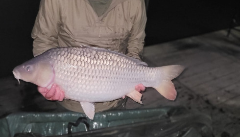 A 32 lb fish from Eau De Vie North, Common carp, Sep 2024