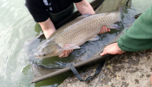 A 30 lb carp from Eau De Vie South, Katie Money, May 2023
