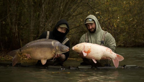 A carp from Emeraude, Nov 2024