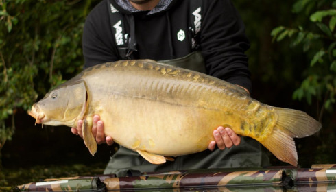 A carp from Emeraude, Sep 2024