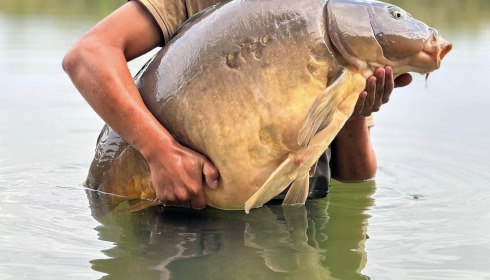 A carp from Emeraude, Aug 2023