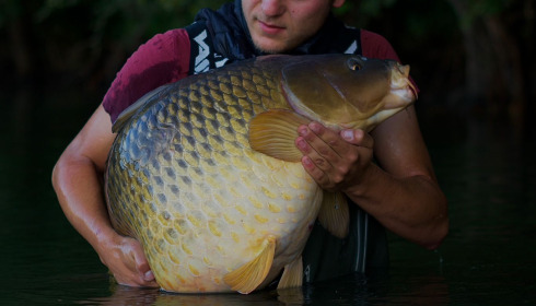 A carp from Emeraude, Jul 2025