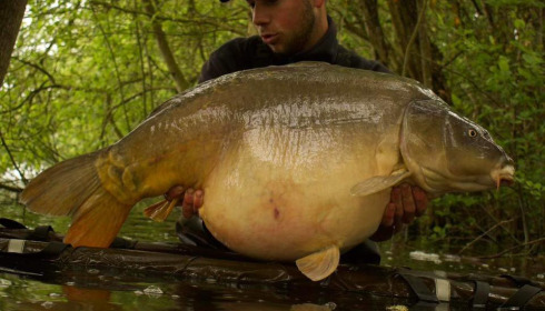 A carp from Emeraude, May 2024