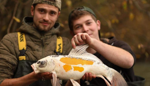 A carp from Emeraude, 2024 new stock, Jan 2024