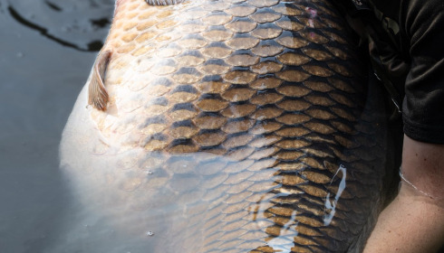 A 72 lb 6 oz carp from Emeraude, Sep 2025